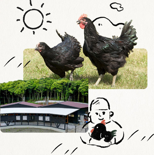 画像:黒かしわと鶏舎